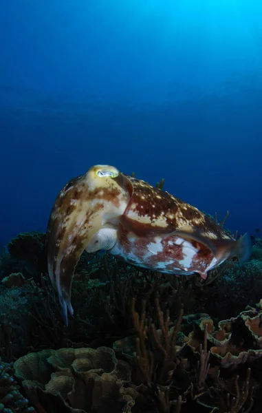 Fantastiske Undersøiske Verden Broadclub Blæksprutte Fisk Undervands Fotografering Vidvinkel Komodo - Stock-foto