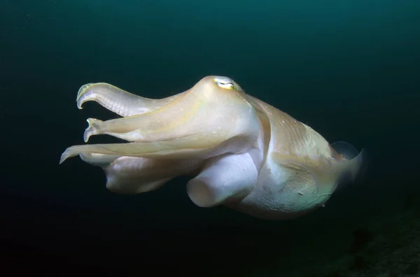 Amazing Underwater World Broadclub Cuttlefish Underwater Photography Wide Angle Komodo — Stock Photo, Image