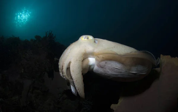Fantastiske Undersøiske Verden Broadclub Blæksprutte Fisk Undervands Fotografering Vidvinkel Komodo - Stock-foto