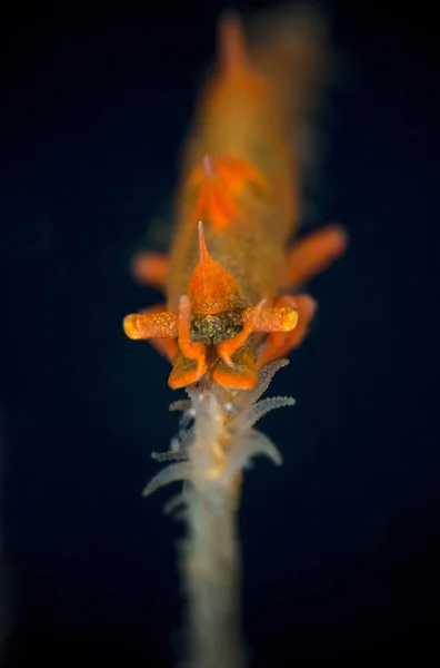 Otroliga Undervattensvärlden Miropandalus Hardingi Dragon Räkor Underwater Super Makro Fotografering — Stockfoto