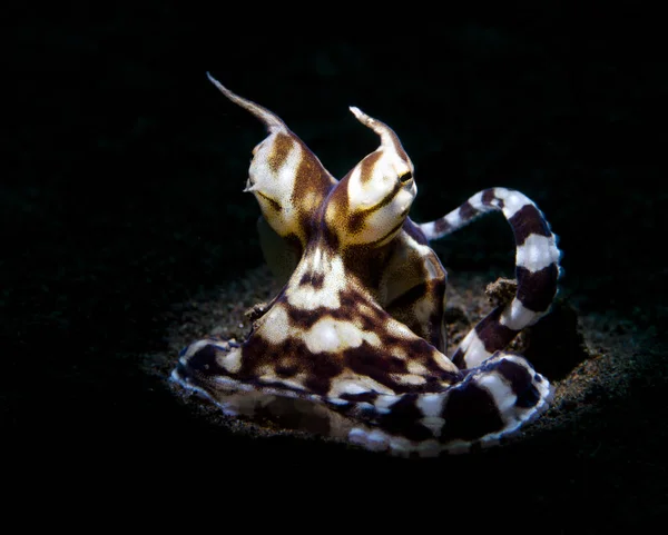 Muhteşem sualtı dünyasını - Mimic octopus - Thaumoctopus mimicus. Sualtı makro fotoğrafçılık özel aydınlatma - karşıyageldiklerinde (bir meşale ışığı dar bir ışın ile) kullanarak. Tulamben, Bali, Endonezya. 