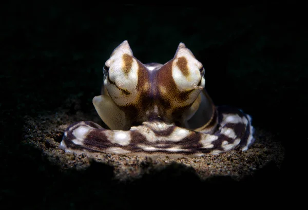 Csodálatos Víz Alatti Világ Utánozza Polip Thaumoctopus Mimicus Víz Alatti — Stock Fotó