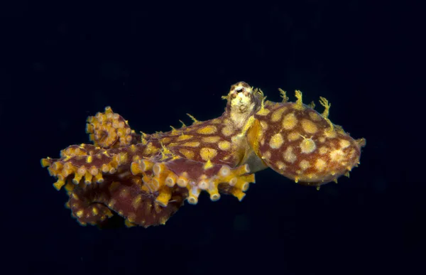 Удивительный Подводный Мир Мозаичный Осьминог Abdopus Abaculus Подводная Фотография Прыжки — стоковое фото