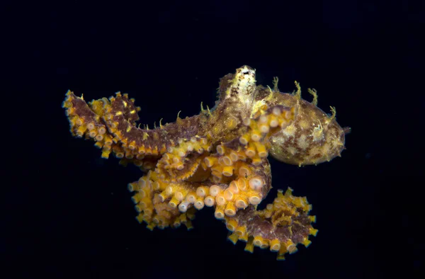 Niesamowity Podwodny Świat Mozaika Octopus Abdopus Abaculus Fotografia Podwodna Nurkowanie — Zdjęcie stockowe