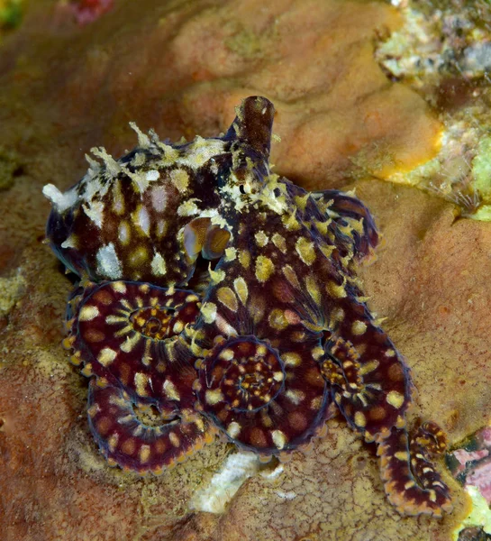 Muhteşem sualtı dünyasını - mozaik ahtapot - Abdopus abaculus. Sualtı fotoğrafçılığı. Mercan Üçgeni'nde dalış. Tulamben, Bali, Endonezya. 