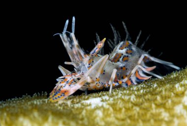 Muhteşem sualtı dünyasını - dikenli kaplan karides - Phyllognathia ceratophthalma. Sualtı makro fotoğrafçılık. Tulamben, Bali, Endonezya. 