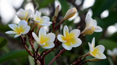 Bali - Frangipani - Plumeria en güzel çiçekler. 
