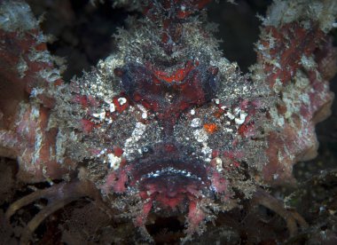 İnanılmaz sualtı dünyası - akrep balık - canavar yüz. Sualtı makro fotoğrafçılık. Canavarlar derin. Tulamben, Bali, Endonezya. 