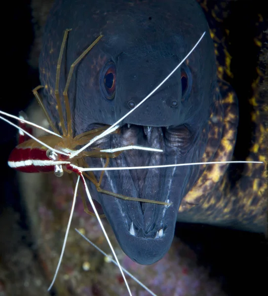 Неймовірні Підводний Світ Мийки Макрос Підводної Фотографії Дайвінг Туламбен Балі — стокове фото