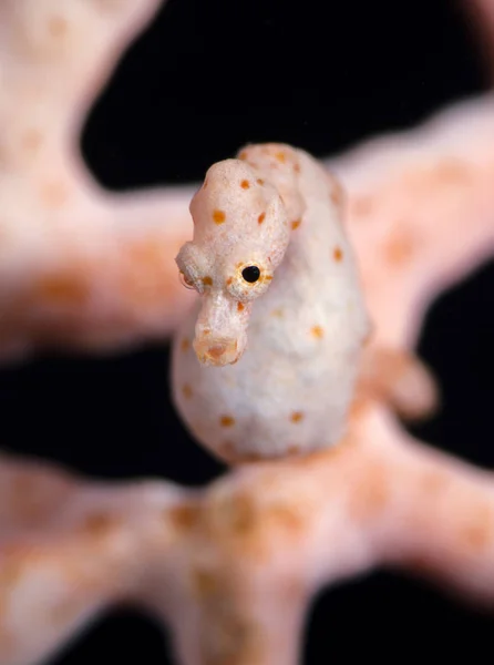 Amazing underwater world - Hippocampus denise - Denise\'s pygmy seahorse. Underwater super macro photography. Tulamben, Bali, Indonesia.