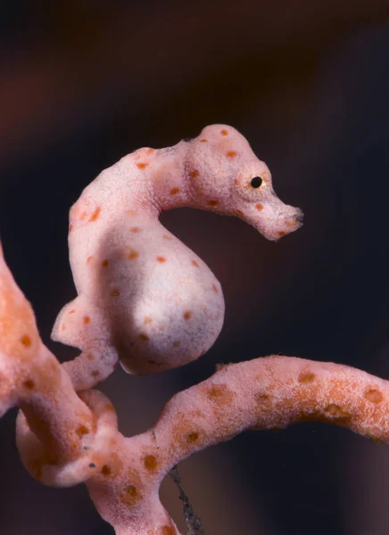 Mundo Subaquático Incrível Denise Hippocampus Cavalo Marinho Pigmeu Denise Super — Fotografia de Stock
