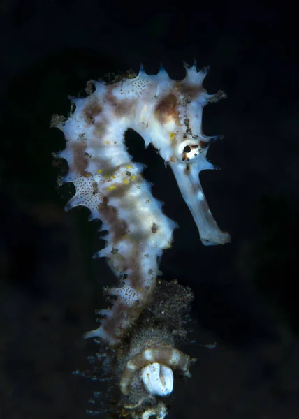 Amazing Underwater World Thorny Seahorse Hippocampus Histrix Underwater Macro Photography — Stock Photo, Image