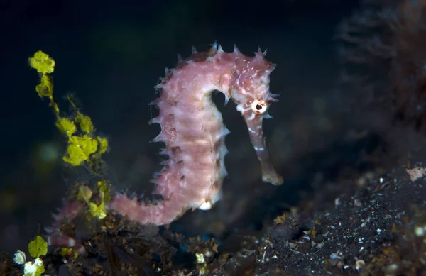 Úžasný Podmořský Svět Trnitá Seahorse Hippocampus Histrix Podvodní Makro Fotografie — Stock fotografie