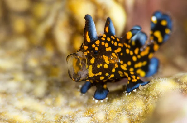 Incredible Underwater World Painted Frogfish Antennarius Pictus Underwater Macro Photography — Stock Photo, Image