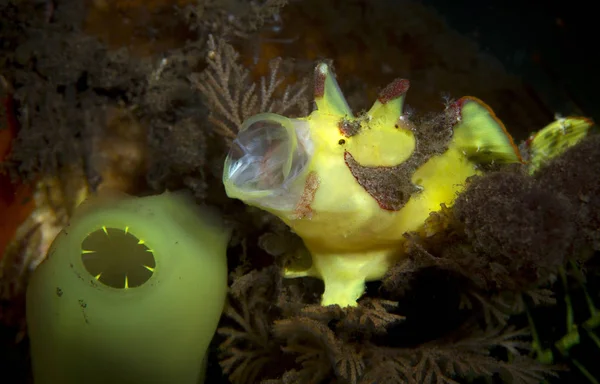 Incredible Underwater World Painted Frogfish Antennarius Pictus Underwater Macro Photography — Stock Photo, Image