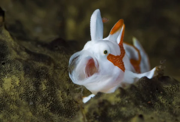 Неймовірні Підводний Світ Бородавчасті Frogfish Antennarius Змія Плямиста Підводний Макрозйомки — стокове фото