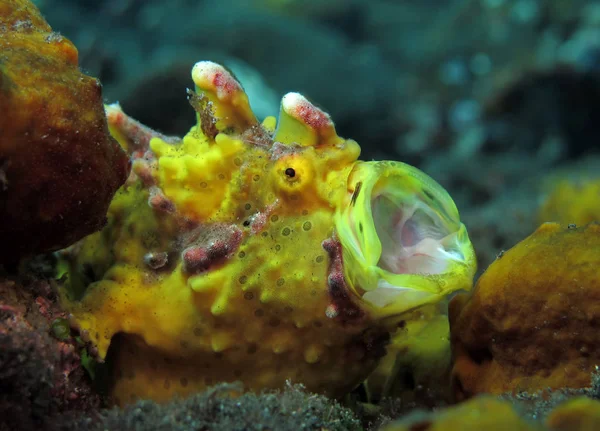 Неймовірні Підводний Світ Бородавчасті Frogfish Antennarius Змія Плямиста Підводний Макрозйомки — стокове фото