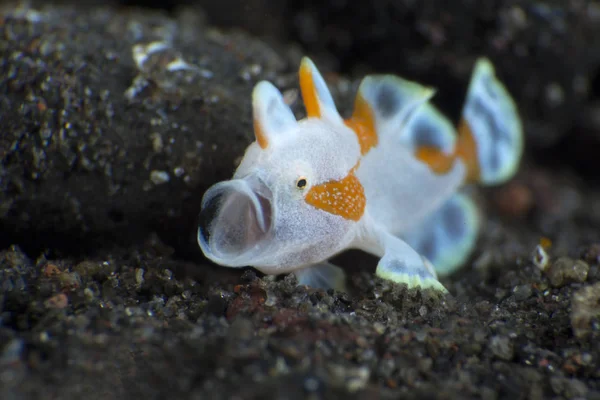 Incredible Underwater World Warty Frogfish Antennarius Maculatus Underwater Macro Photography — Stock Photo, Image