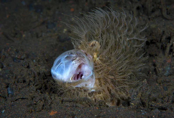 Стрункий Неймовірні Підводний Світ Волохаті Frogfish Antennarius Туламбен Балі Індонезія — стокове фото