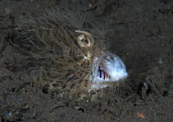 Стрункий Неймовірні Підводний Світ Волохаті Frogfish Antennarius Туламбен Балі Індонезія — стокове фото