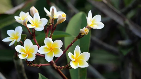 Vackraste Blommorna Bali Frangipani Plumeria — Stockfoto