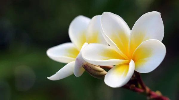 Bali - Frangipani - Plumeria en güzel çiçekler. 