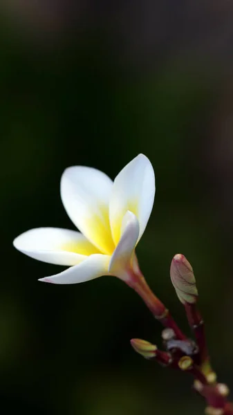 Flores Mais Bonitas Bali Frangipani Plumeria — Fotografia de Stock