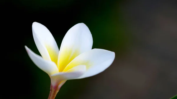 Flores Mais Bonitas Bali Frangipani Plumeria — Fotografia de Stock