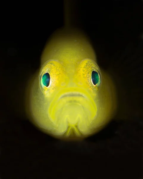 Niesamowity Podwodny Świat Żółty Karzeł Babka Lubricogobius Exiguus Podwodne Makrofotografii — Zdjęcie stockowe