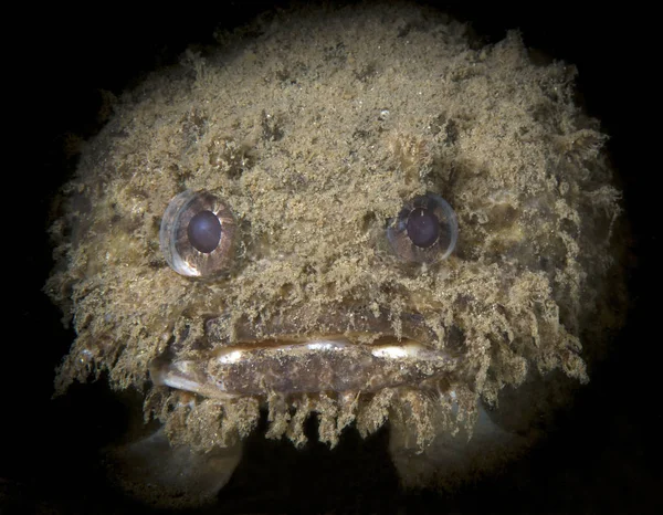 Неймовірні Підводний Світ Смугаста Toadfish Banded Frogfish Halophryne Diemensis Дайвінг — стокове фото