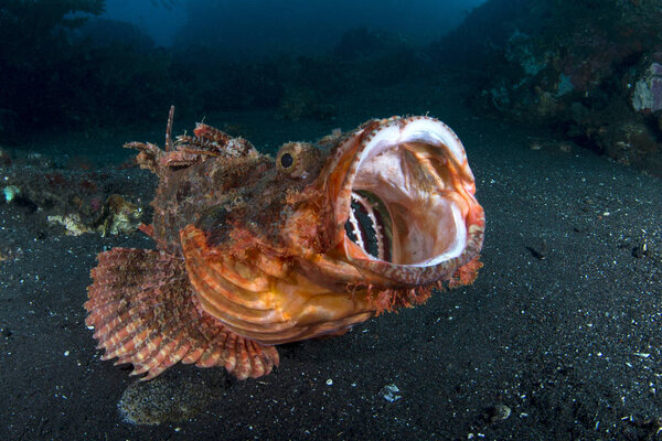 Incredible Underwater World - Scorpionfish - Scorpaenopsis oxycephala. Underwater photography. Bali, Tulamben, Indonesia. 