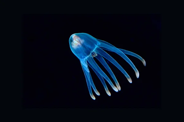 İnanılmaz sualtı dünyası - Ceriantharia 