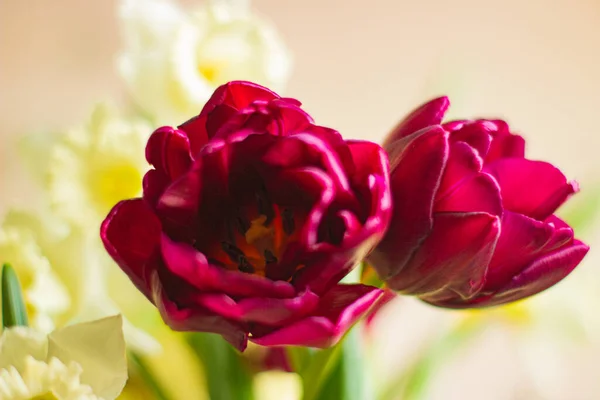 Rot-weiße bunte Frühlingsblumen Tulpen und Schwertlilien — Stockfoto