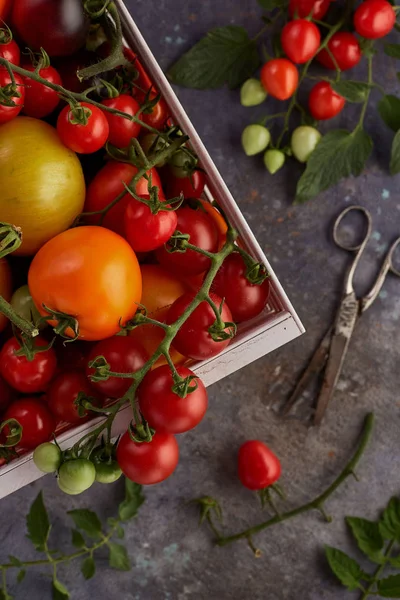 Tomates Uva Frescos Con Albahaca Caja Madera Sobre Una Mesa — Foto de Stock