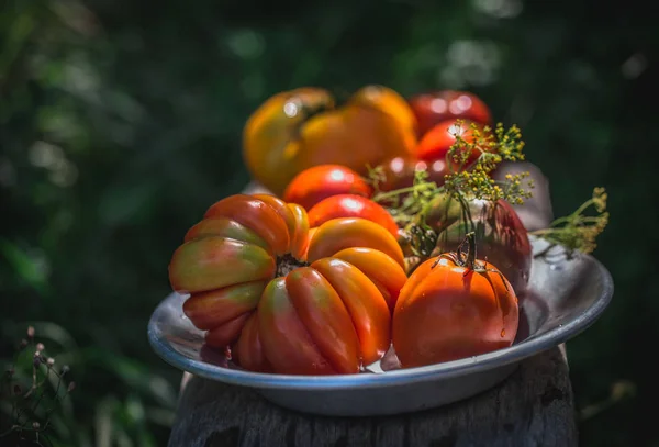 Tomates frescos coloridos — Foto de Stock