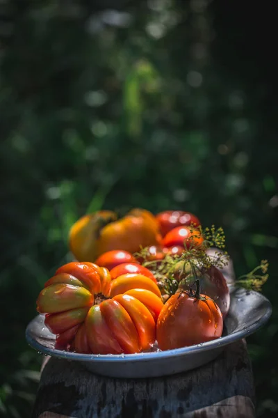 Tomates coloridos frescos — Fotografia de Stock