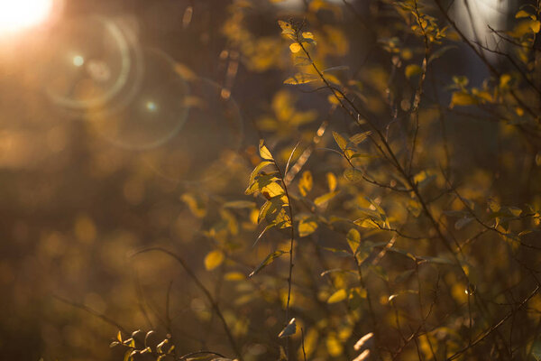 Солнечный свет на дереве
