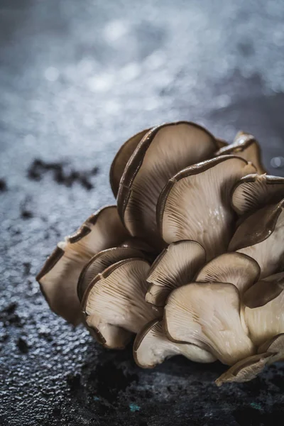 Oyster mushrooms — Stock Photo, Image