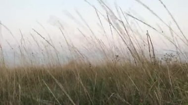 Alan buğday kulak Rüzgar gökyüzü gün içinde sallayarak