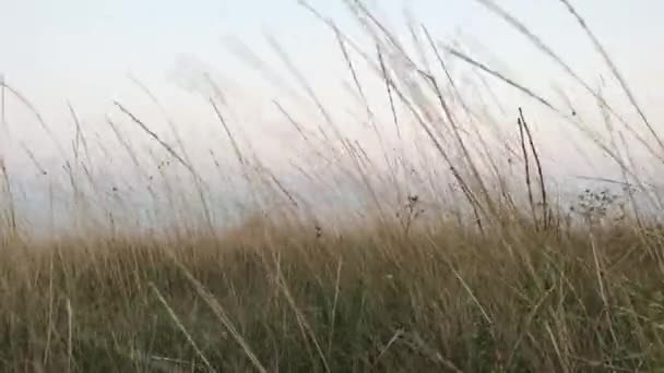 Поля пшеничных колосьев машут в небе ветра день — стоковое видео