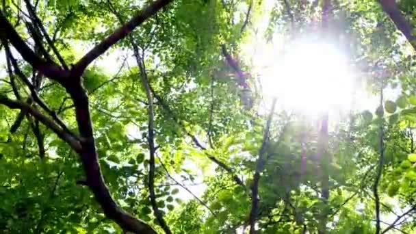 Bosque matorral en un cálido día soleado de verano. Las hojas verdes de los árboles ondeaban en el viento, y el sol brillaba a través de las ramas. La belleza del fondo natural. Copiar espacio . — Vídeo de stock