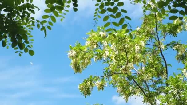 Branches of flowering acacia against the blue sky on a warm Sunny summer day. The green leaves of the trees flutter in the wind. Bird in the clouds. The beauty of the natural background. — Stock Video