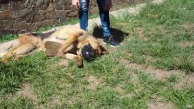 Alman çoban köpeği deriden yapılmış bir ağızlık takmak istemiyor, köpek yerde yatıyor, patilerini ve protestolarını çıkarıyor. İnsanları evcil hayvanlardan korumak. Düzgün bir yürüyüş. Bu adam sana izin veriyor..
