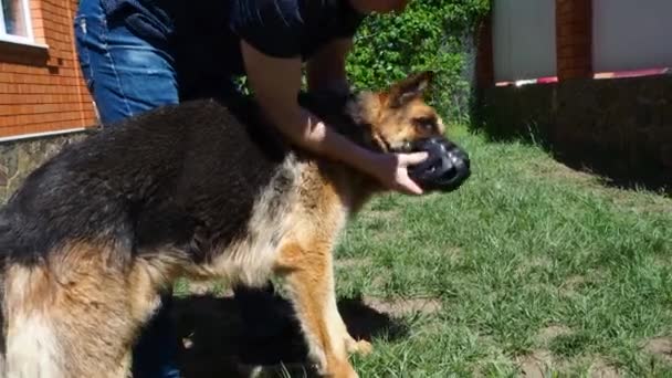 Um homem coloca um focinho de couro preto macio em um cão pastor alemão pela primeira vez. Proteger as pessoas de animais de estimação. Caminhada adequada de animais . — Vídeo de Stock