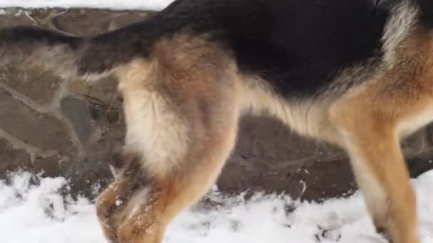 Cão adulto pastor alemão perseguindo a cauda. O animal gira e morde-se. Comportamento nervoso excitado do cão. Jogo agressivo e depressivo. Problemas de comportamento e educação — Vídeo de Stock