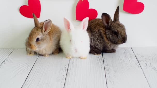 Três coelhinhos. animais para Dia dos Namorados. Lebres bonitos em um fundo branco com corações vermelhos. Agricultura, reprodução de coelhos — Vídeo de Stock