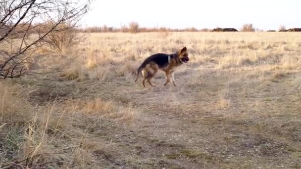 Alman çoban köpeği sonbahar tarlasında doğada yürür. Genç bir köpeğin akşam yürüyüşü. İtaatkar bir hayvan sahibine koşar. Kameraya bak. — Stok video