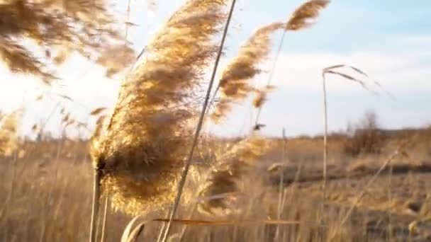 葦は太陽の光の中で風になびく。黄金の夕日の間、秋のフィールドで空に対して草を踏んでください。閉めろ。スペースのコピー — ストック動画