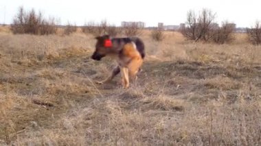 Yetişkin köpek Alman çoban köpeği yürüyüş yaparken kuyruk kovalıyor. Hayvan dönüyor ve kendini ısırıyor. Köpeğin heyecanlı davranışları. Agresif ve depresif bir oyun. Davranış ve eğitim sorunları