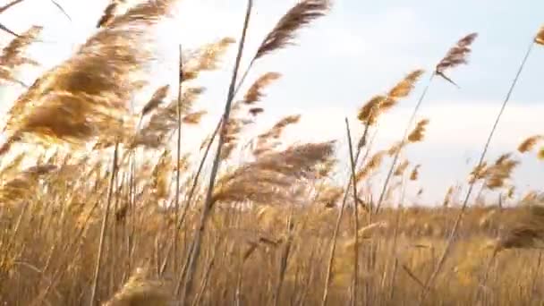 A nádasok a szélben röpködnek a napfényben. Steppe füvek az ég ellen az őszi mezőn az Arany naplemente idején. Közelről. Fénymásolási hely — Stock videók